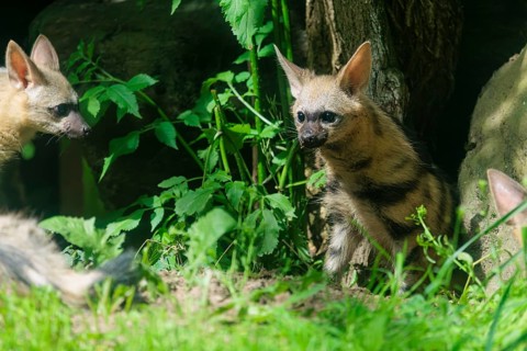 Two young aardwolves (Proteles cristatus) stand in the undergrowth on a sunny day. Captive