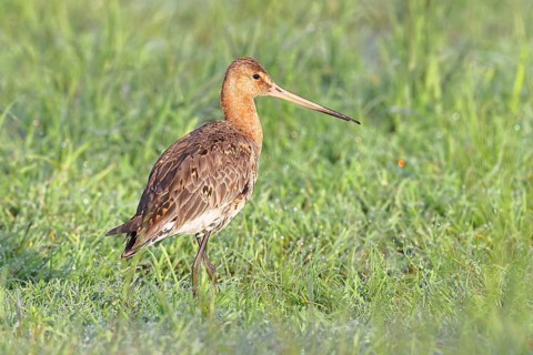 Black-tailed Godwit (Limosa limosa), foraging on a boggy meadow, waders, wildlife, nature