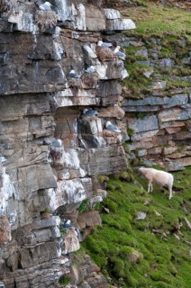 Artiodactyla, black-legged kittiwake, domestic sheep, kittiwake, even-toed ungulate, domestic