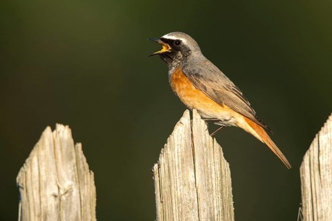 Garden redtail, Phoenicurus phoenicurus, redstart, birds, call, garden fence, garden birds, garden
