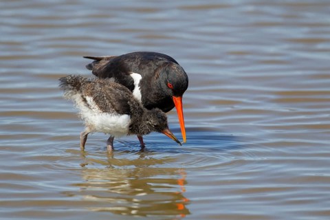 Eurasian oystercatcher (Haematopus ostralegus) adult parent feeding a juvenile baby wading bird in