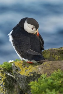 Atlantic Puffin (Fratercula arctica) on cliff, Iceland