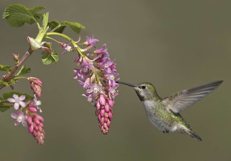 Anna's Hummingbird (Calypte anna), British Columbia, Canada