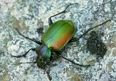 Calosoma Sycophanta, Forest Caterpillar Hunter, Great Doll Predator, Slovenia, Triglav National