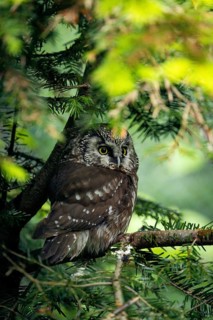 A well-camouflaged owl perched on a branch amidst dense vegetation, Ural Owl (Strix uralensis),