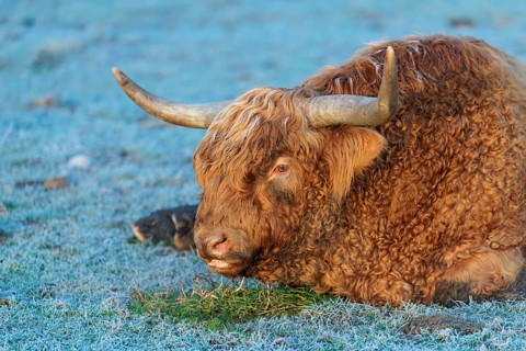 A highland bull (Bos primigenius taurus) lies in a frost-covered pasture early in the morning on a