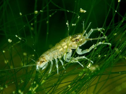 A small crustacean, water isopod (Asellus aquaticus), crawling through green underwater plants,