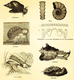 Molluscs, types of snail, mud snail, beetle snail, winged snail, structure of a snail in schematic