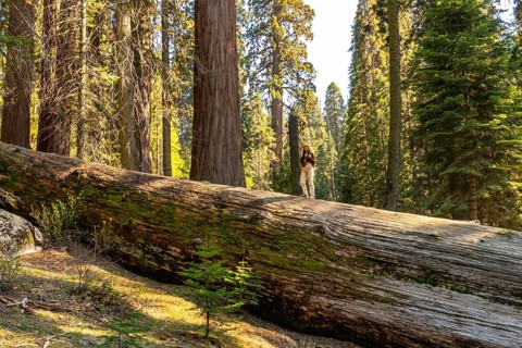 Woman standing on massive fallen sequoia trunk, soaking in sunlight and scale of ancient redwood
