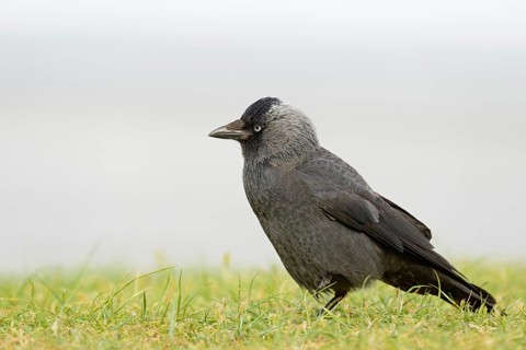Jackdaw (Coloeus monedula) in a meadow, Norderney, North Sea, East Frisian Islands, Lower Saxony,