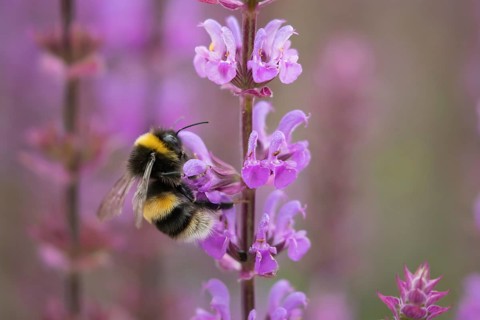 Buff-tailed bumblebee (Bombus terrestris) adult bee insect feeding on a garden Salvia flowers in