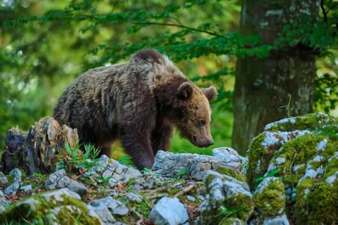 A bear walks cautiously across moss-covered stones in the forest: European brown bear (Ursus