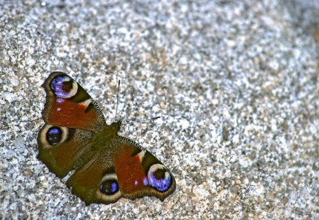 Aglais io, Inachis io, Nymphalis io, peacock, peacock, butterfly, insects, leo, butterfly,