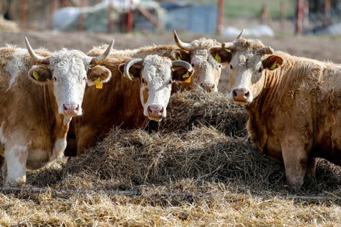 Cattle from the Jahnsfeld organic farm in Brandenburg. The suckler cows graze the surrounding