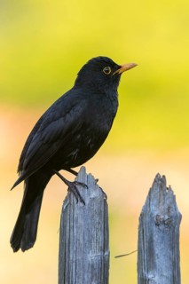 Blackbird, Turdus Merula, Birds, Garden, Garden Fence, Garden Fence, High Size, Portrait, Passeri,