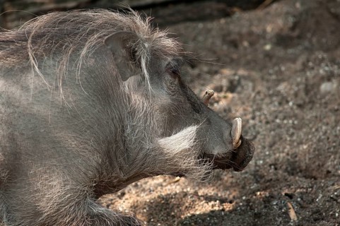 Desert warthog (Phacochoerus aethiopicus) eating leaves from a shrub, in captivity, Germany