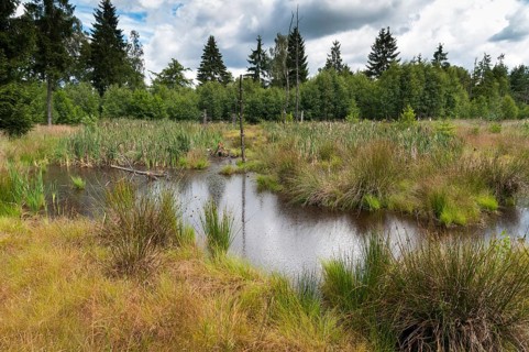 Germany, Greiz, Pöllwitzer Wald, Thuringia, Bog, small water, landscape, marsh, moor, Vogtland