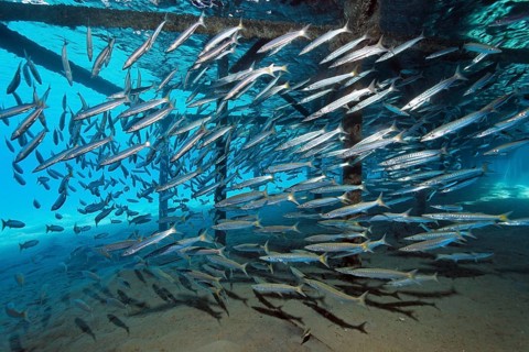Shoal of yellow-tailed barracudas (Sphyraena flavicauda) seeking shelter under the jetty, Jetty,