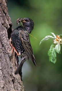 Star, Starling, Sturnus Vulgaris, Birds, Breed, Breeding, Female, Feeding, High Size, Portrait,