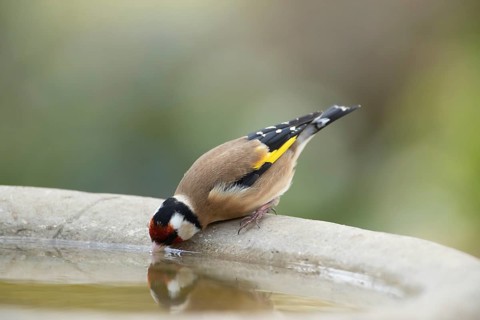 European goldfinch (Carduelis carduelis) adult bird drinking water from a garden bird bath,