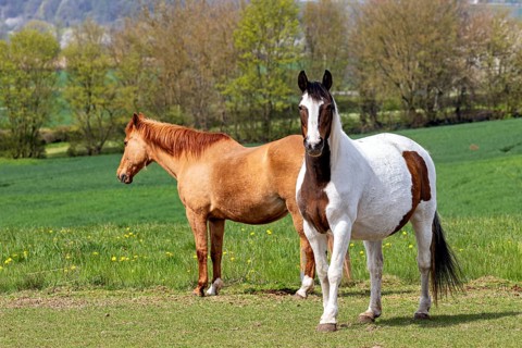 Two horses standing in a green meadow against a background with trees in spring, Two horses in a