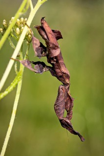 An insect well camouflaged on a green plant: a phantom mantis in a meadow near Windhoek in Namibia