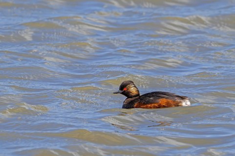 Black-necked grebe, eared grebe (Podiceps nigricollis) in breeding plumage swimming in pond in