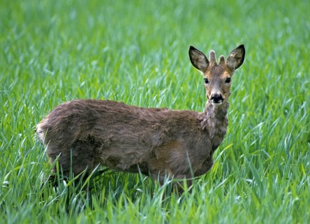 Artiodactyla, Capreolus capreolus, even-toed ungulate, cloven-hoofed, roe deer, roe deer, spring,
