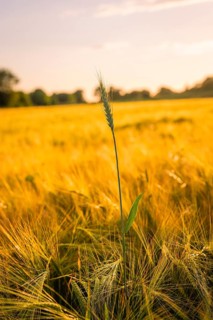 Single stalk in a golden cornfield at setting sun, Gechingen, Hecken and Gäu region, Landreis Calw,