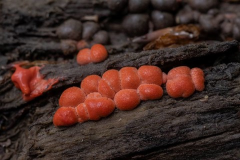 Hypoxylon fragiforme (Hypoxylon fragiforme), Emsland, Lower Saxony, Germany