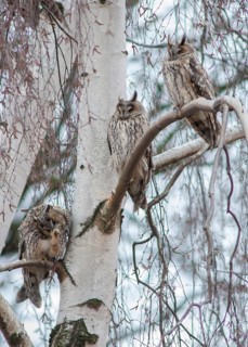 Asio otus, long-eared owl, long-eared owl, birds, cat owl, owls, high size, portrait format, lesser