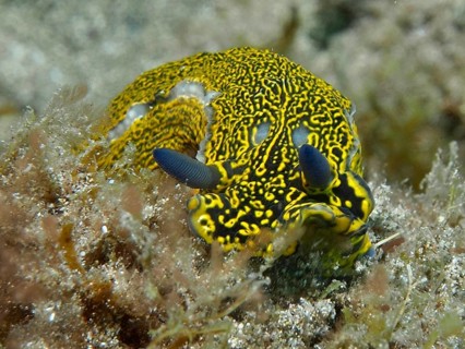 A yellow nudibranch with distinctive markings, the yellow-purple star nudibranch (Felimare picta),