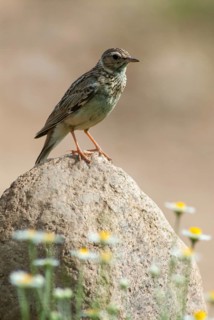 Woodlark, Lullula Arborea, Woodlark, Birds, Bulgaria, high size, portrait format, larks, passeri,