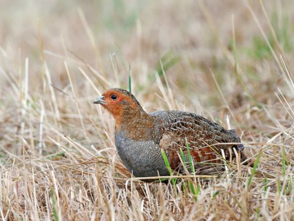 Partridge (Perdix perdix) on a mown meadow, Solms, Hesse, Germany