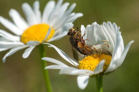 Arachnida, Misumena vatia, arachnids, variable crab spider, arthropod, prey, flower spider,