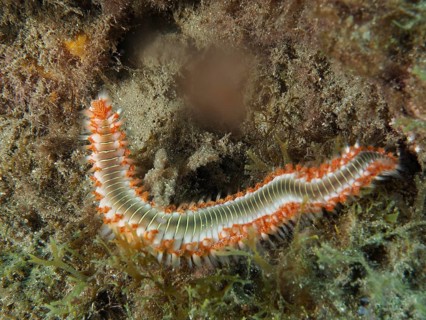 A fireworm (Hermodice carunculata) winds its way through a marine habitat at the El Cabron Marine