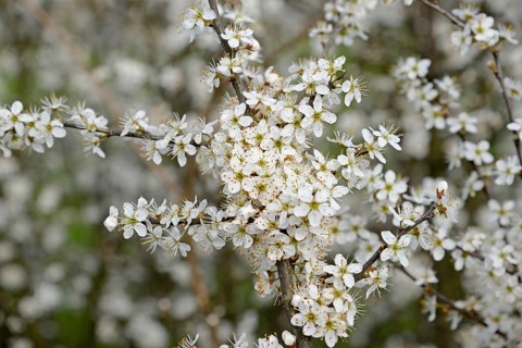 Blackthorn (Prunus spinosa) in bloom, North Rhine-Westphalia, Germany