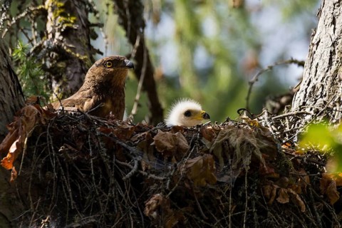 Honey Buzzard (Pernis apivorus), close-up, female with a young bird in white down feathers in a