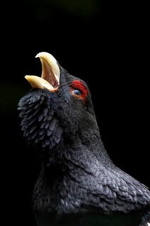 A dark-feathered bird in the forest stands on green grass and raises its beak: a displaying