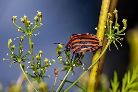 The striped bug is perched on a plant with small buds against a blurred background, a striped bug