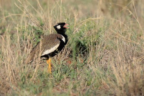 White-winged Bustard (Afrotis afraoides), adult, male, calling, courtship display, Mokala National