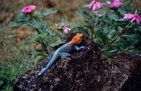 A rock agama (Agama agama) rests on a lava rock, surrounded by pink-blooming flowers and green