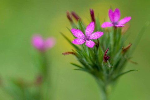 Tuft clove, caryophyllaceae, deptford pink, dianthus armeria, grass pink, clove family, rough