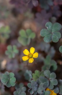 Horned sorrel, horn sorrel, hornfruit sorrel, neophyte, oxalidaceae, oxalis corniculata, sorrel,