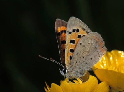 Moth, small moth, Lycaena phlaeas, small copper, butterfly, insects, butterfly, butterflies