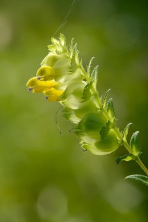 Brownroot, glandular rattlespot, rhinanthus rumelicus, scrophulariaceae, flora, high size,