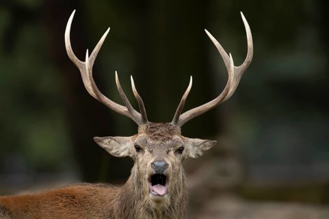 Red deer (Cervus elaphus) adult male stag animal roaring with its mouth open during the rutting