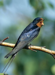 Hirundo rustica, house martin, swallow, birds, song, high size, portrait format, leo, male,