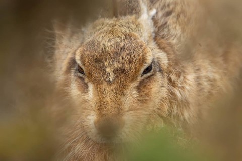 European brown hare (Lepus europaeus) adult animal head portrait, England, United Kingdom