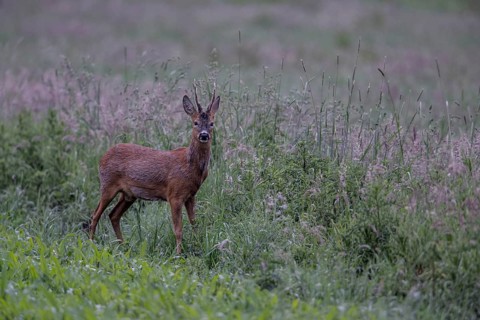 Roebuck (Capreolus capreolus) in a meadow, Lower Saxony, Germany